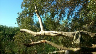 Xop xopera tallat 2 bosc de riebra la veu d'algemesí