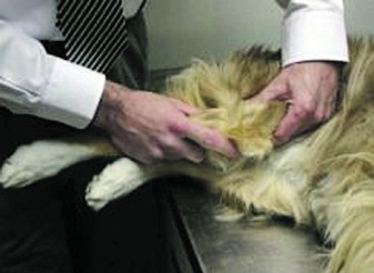 cojera trasera perro mentxu garcía veterinaria la veu d'algemesí