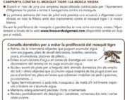 mosquit tigre